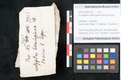 Foto (Objekt + Etikett) von Eucalyptus haeringiana Ettingshausen (NHMW-GEO-2024-0188-7921)